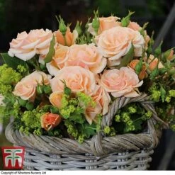 Rose 'Sweet Honey' (Floribunda Rose) -Perfect Greenery rose sweet honey B