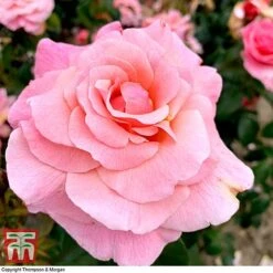 Rose 'Tinkled Pink' (Floribunda Rose) -Perfect Greenery rose tickle3