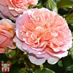 Rose 'It's A Wonderful Life' (Floribunda Rose) -Perfect Greenery rose wonderful