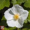 Rubus Benenden -Perfect Greenery rubu bene