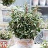 Sarcococca Hookeriana 'Winter Gem' -Perfect Greenery s1TM
