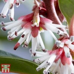 Sarcococca Hookeriana 'Winter Gem' -Perfect Greenery s2TM