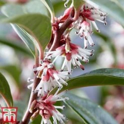Sarcococca Hookeriana 'Winter Gem' -Perfect Greenery s3TM
