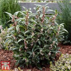Sarcococca Hookeriana 'Winter Gem' -Perfect Greenery s4TM