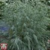 Salix Exigua -Perfect Greenery salix2