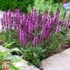 Salvia Nemorosa 'New Dimensions Mix' -Perfect Greenery salv new