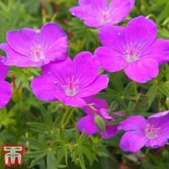 Hardy Geranium Collection -Perfect Greenery sanguineum