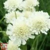 Scabious Columbaria Subsp. Ochroleuca -Perfect Greenery scab