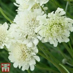 Scabious Columbaria Subsp. Ochroleuca -Perfect Greenery scab3