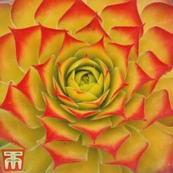 Sempervivum 'Chick Charms&reg; Gold Nugget' -Perfect Greenery semp chi a