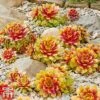 Sempervivum 'Chick Charms® Gold Nugget' -Perfect Greenery semp chi c