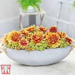 Sempervivum 'Chick Charms&reg; Gold Nugget' -Perfect Greenery semp chi d