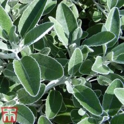 Brachyglottis 'Drysdale' -Perfect Greenery sene