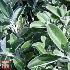 Brachyglottis 'Drysdale' -Perfect Greenery sene2