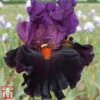 Iris 'Sharp Dressed Man' -Perfect Greenery sharp