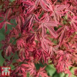 Acer Palmatum 'Shirazz' 11 Acer Palmatum 'Shirazz' -Perfect Greenery shirazz2