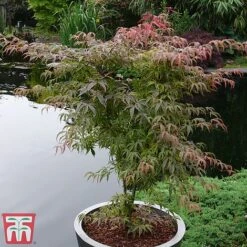 Acer Palmatum 'Shirazz' 12 Acer Palmatum 'Shirazz' -Perfect Greenery shirazz4