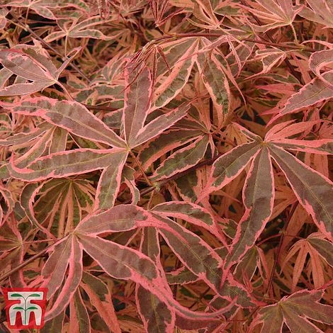 Acer Palmatum 'Shirazz' 7 Acer Palmatum 'Shirazz' - Image 5