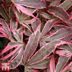 Acer Palmatum 'Shirazz' 16 Acer Palmatum 'Shirazz' -Perfect Greenery shirazz8