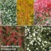 Super Saver Shrub Mix -Perfect Greenery shrub coll