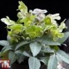 Hellebore 'Silver Star' -Perfect Greenery silver