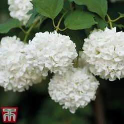 Viburnum Duo 10 Viburnum Duo -Perfect Greenery snow4