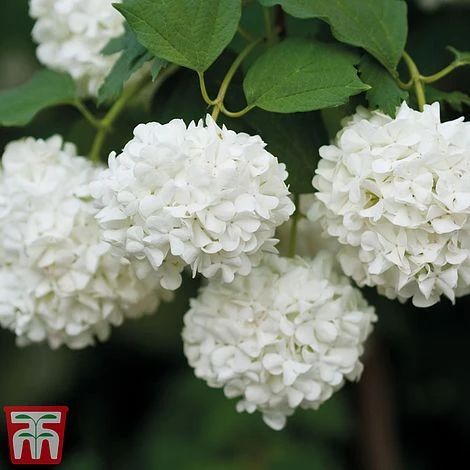 Viburnum Duo 5 Viburnum Duo - Image 3