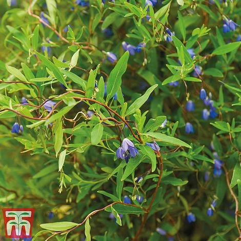 Sollya Heterophylla 3 Sollya Heterophylla