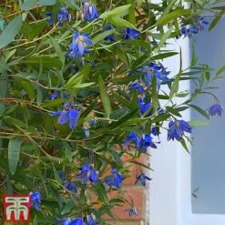 Sollya Heterophylla 'Ultra Blue' -Perfect Greenery sollya1