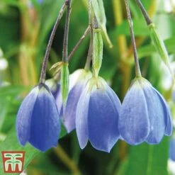 Sollya Heterophylla 8 Sollya Heterophylla -Perfect Greenery sollya2