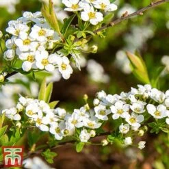 Spiraea Cinerea 'Graciosa' -Perfect Greenery spir grac2