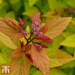 Spiraea Betulifolia 'Pink Sparkler' -Perfect Greenery spir pi