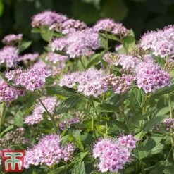 Spiraea Betulifolia 'Pink Sparkler' -Perfect Greenery spir pin