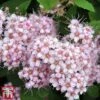 Spiraea Betulifolia 'Pink Sparkler' -Perfect Greenery spir pink
