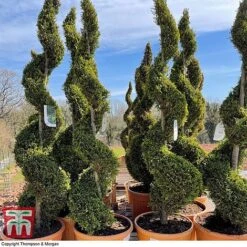 Leyland Cypress 'Castlewellan' Topiary 14 Leyland Cypress 'Castlewellan' Topiary -Perfect Greenery spiral