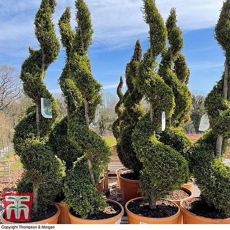 Leyland Cypress 'Castlewellan' Topiary 8 Leyland Cypress 'Castlewellan' Topiary - Image 6