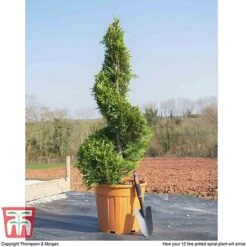 Leyland Cypress 'Castlewellan' Topiary 11 Leyland Cypress 'Castlewellan' Topiary -Perfect Greenery spiral1