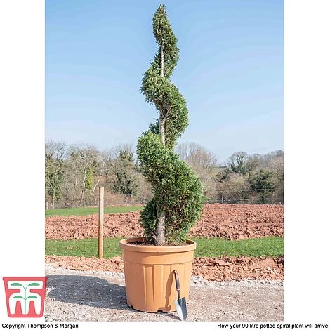 Leyland Cypress 'Castlewellan' Topiary 4 Leyland Cypress 'Castlewellan' Topiary - Image 2