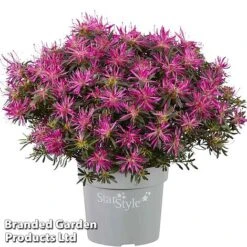 Azalea 'Starstyle Lilac' -Perfect Greenery starlilac