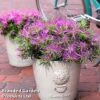 Azalea 'Starstyle Lilac' -Perfect Greenery starlilac2