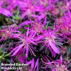 Azalea 'Starstyle Lilac' -Perfect Greenery starlilac3