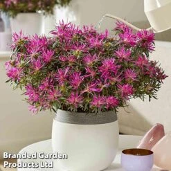 Azalea 'Starstyle Lilac' -Perfect Greenery starlilac5