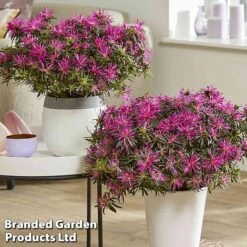 Azalea 'Starstyle Lilac' -Perfect Greenery starlilac6