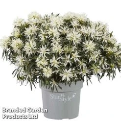 Azalea 'Starstyle White' -Perfect Greenery starwhite