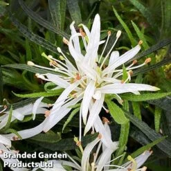 Azalea 'Starstyle White' -Perfect Greenery starwhite2