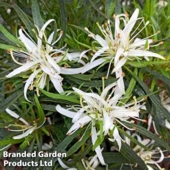 Azalea 'Starstyle White' -Perfect Greenery starwhite3