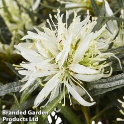 Azalea 'Starstyle White' -Perfect Greenery starwhite4