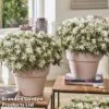 Azalea 'Starstyle White' -Perfect Greenery starwhite5