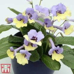 Streptocarpus 'Harlequin Blue' 7 Streptocarpus 'Harlequin Blue' -Perfect Greenery strep