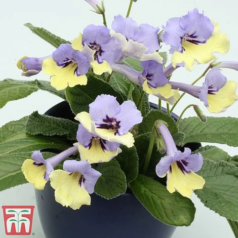 Streptocarpus 'Harlequin Blue' 5 Streptocarpus 'Harlequin Blue' - Image 3